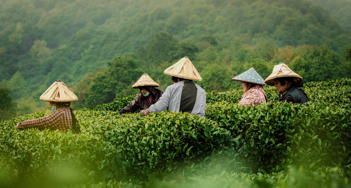 Chinese tea